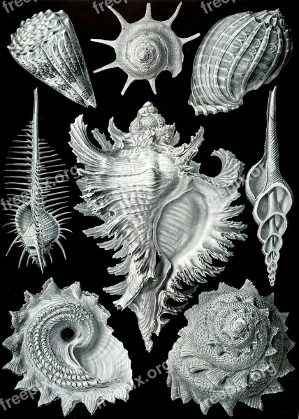 Shellfish Mussels Murex Pecten Prosobranchia Haeckel Chicoreus Ramosus