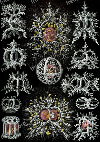 Single Celled Organisms Radiolarians Radiolaria Stephoidea Haeckel