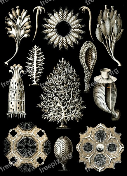 Sponges Sea Sponge Haeckel Calcispongiae Porifera Metazoa