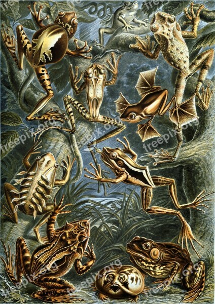 Frogs Amphibious Haeckel Batrachia Amphibians Free Photos