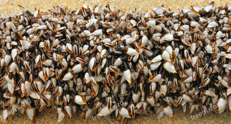 Crustaceans Tendrils Foot Crabs Cirripedia Lepas Anatifera Marin