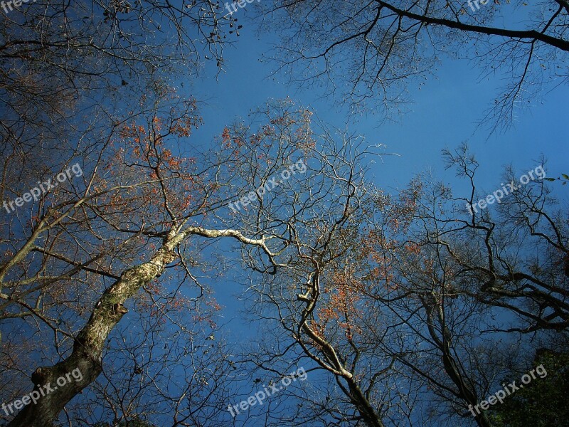 Wood Winter Fallen Leaves Sky Fine Weather