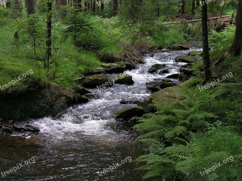 Bach Forest Geyer Greifenbach Germany