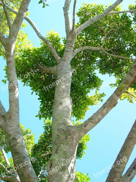 Branches Tree Curvy Leaves Treetop