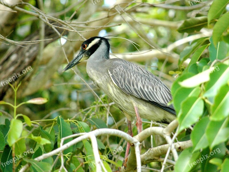 Night Heron Heron Gray Bird Treetop