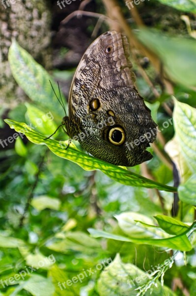 Animal Beautiful Beauty Black Butterfly