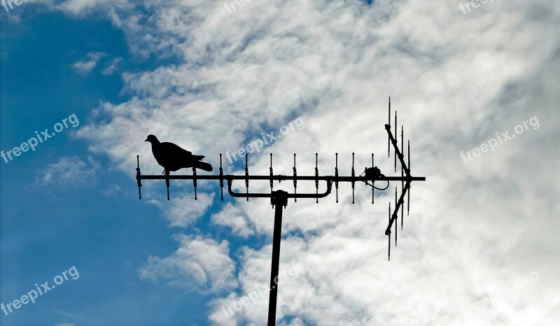 Pigeon Antenna Bird Sitting Silhouette