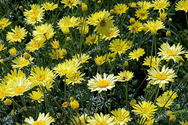 Flowers Flower Plants Nature Macro