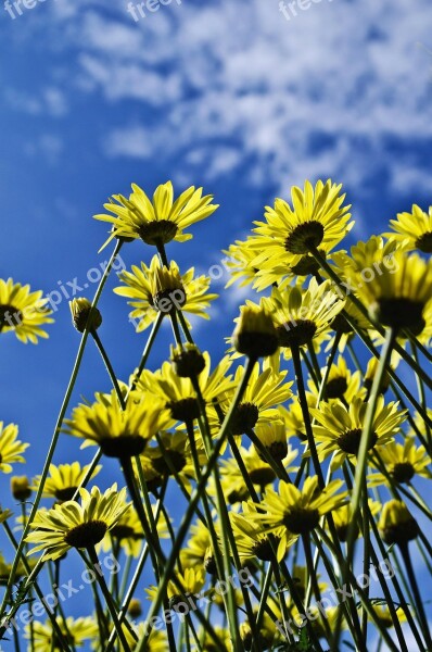 Flowers Flower Plants Nature Macro