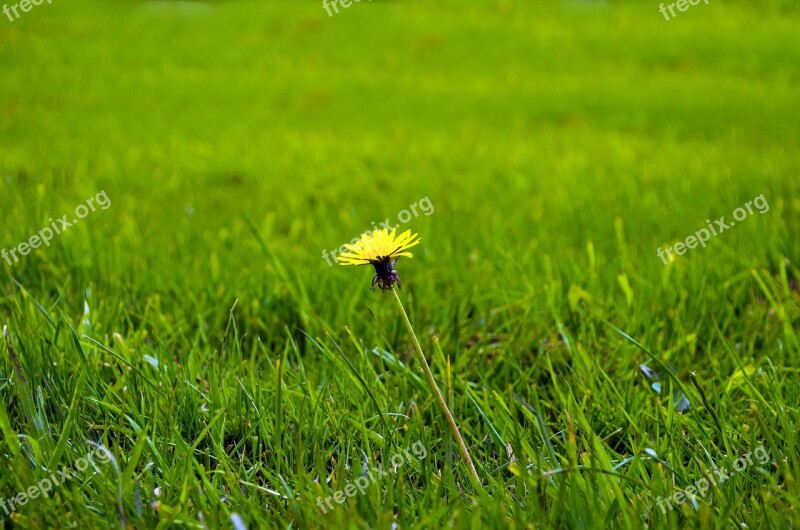 Dandelion Dandelions Grass Yellow Green