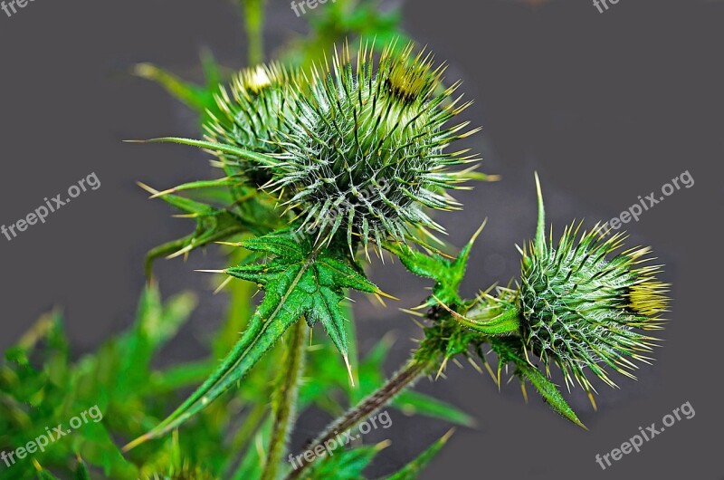 Barb Blossom Botany Branch Bristle