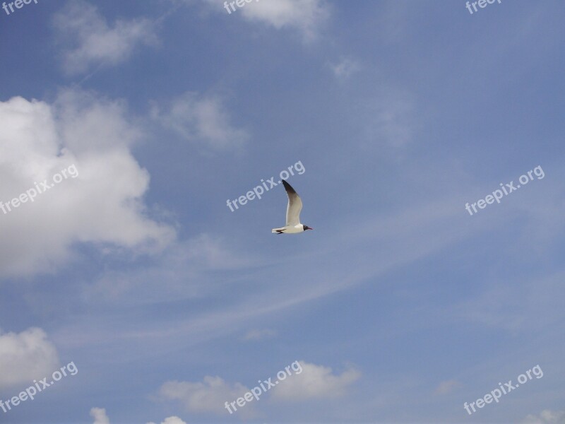 Seagull Bird Sky Clouds Blue