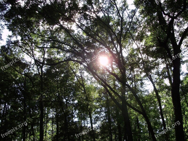 Sun Shine Bent Trees Woods