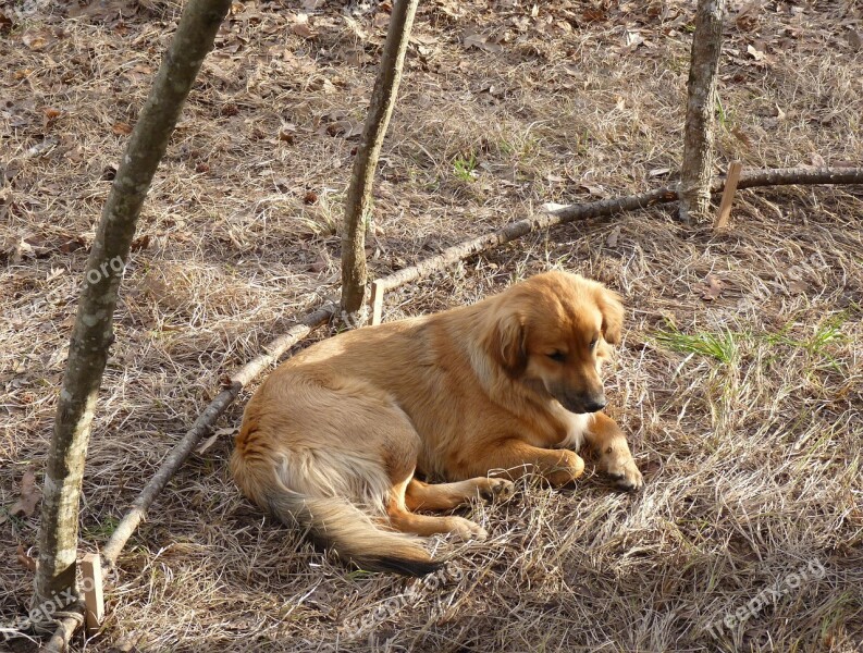 Dog Meditate Sweat Lodge Outside Shell