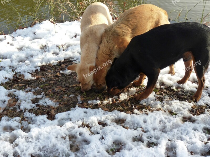 Dogs Three Snow Ground Outside