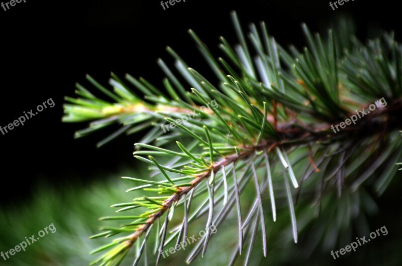 Pine Needle Twig Twigs Tree