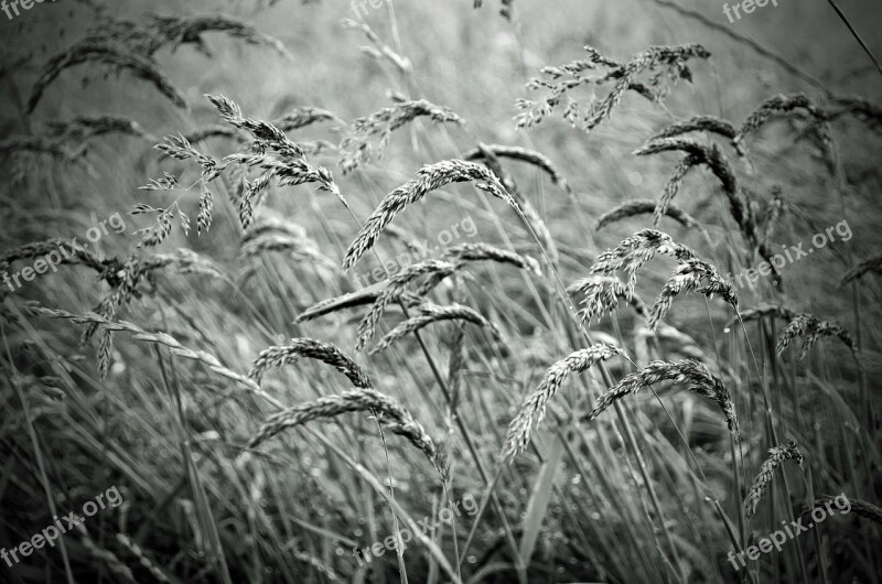 Plant Macro Nature Seasons Black