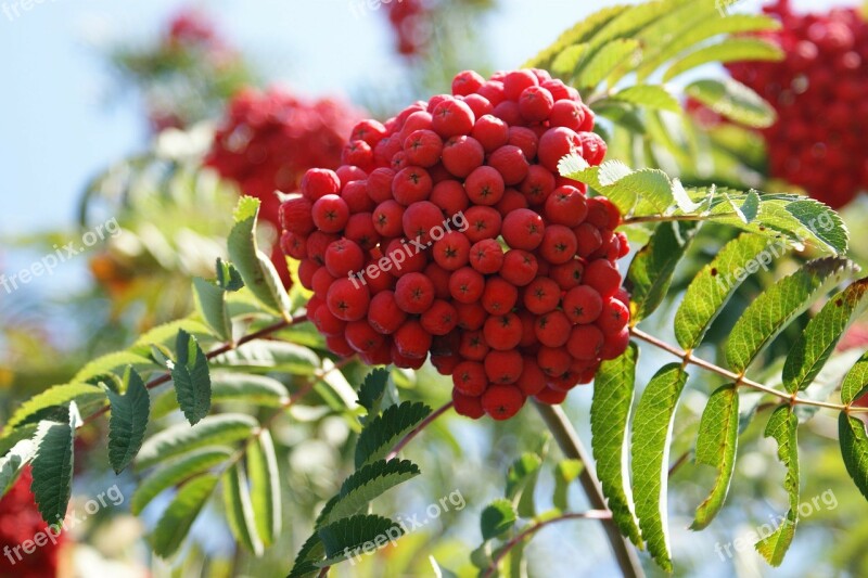 Rowan Berries Fruits Rowans Mountain-ashes Red