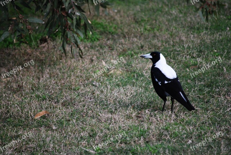 Magpie Australia Bird Australian Magpie Gymnorhina Tibicen