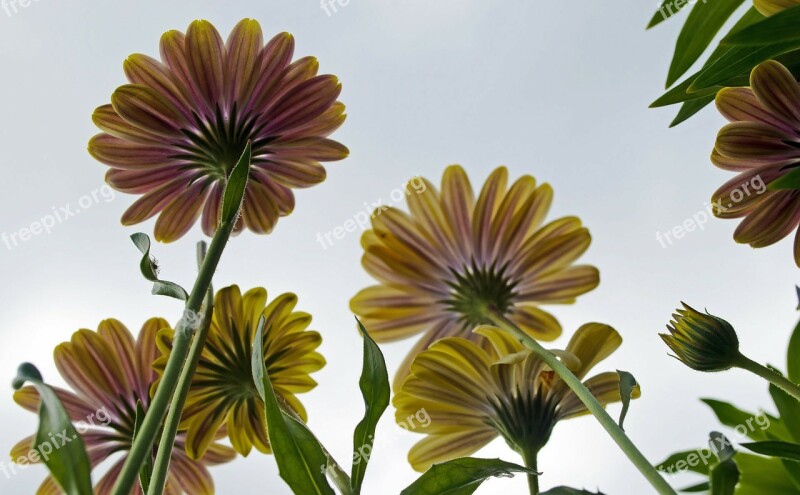 Flowers Flower Plants Nature Macro