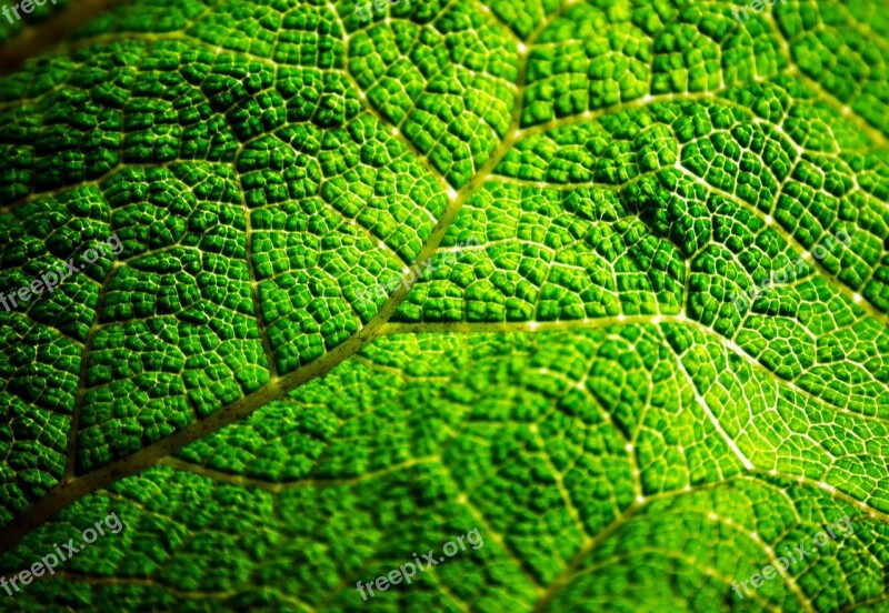 Background Close-up Detail Droplet Eco