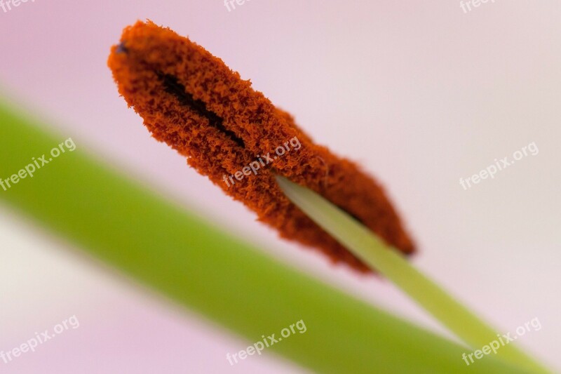 Anther Close-up Detail Flora Flower