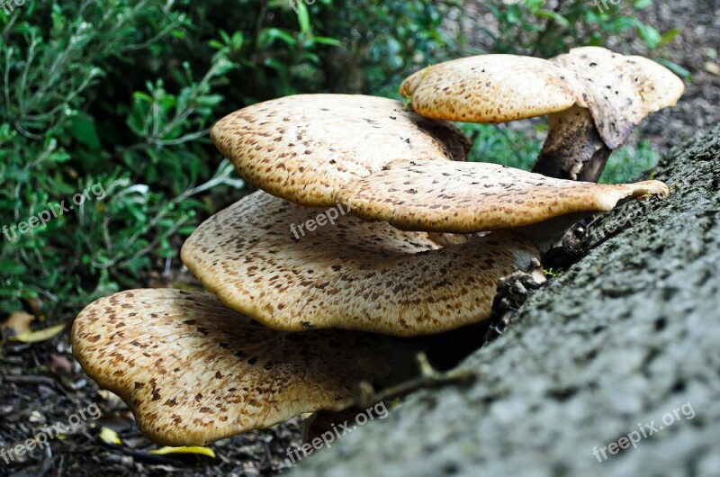 Polypores Bacteria Bark Big Botany