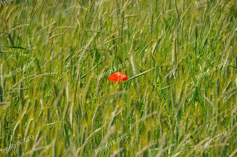 Poppy Flower Plant Corn Rye