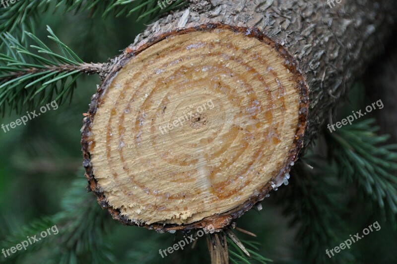 Tree Grain Wood Resin Vegetable