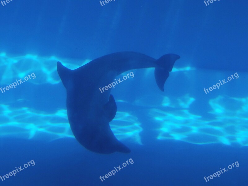 Dolphin Water Marine Mammal Nature Blue