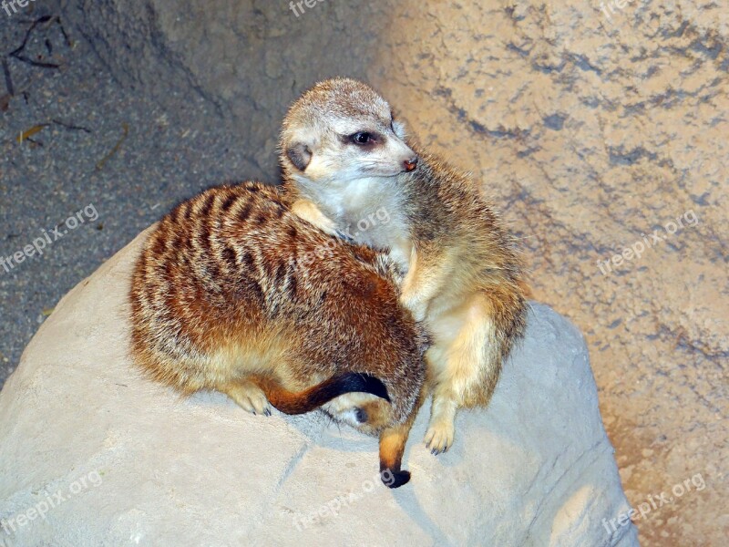 Meerkats Live Groups Southern Africa Animals