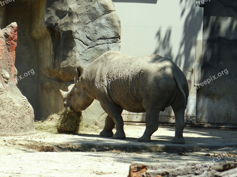 Rhino Eating Zoo Animal Nature