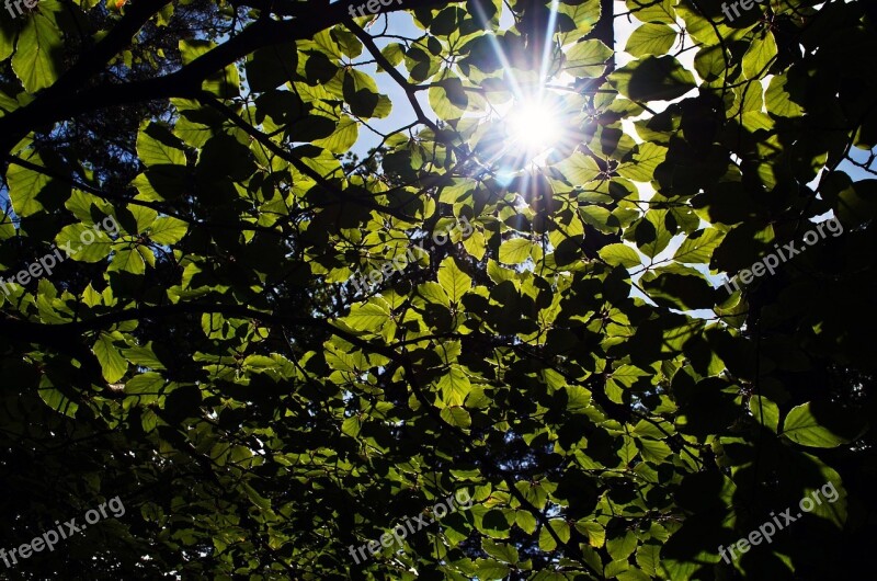 Leaves Leaf Green Season Sun