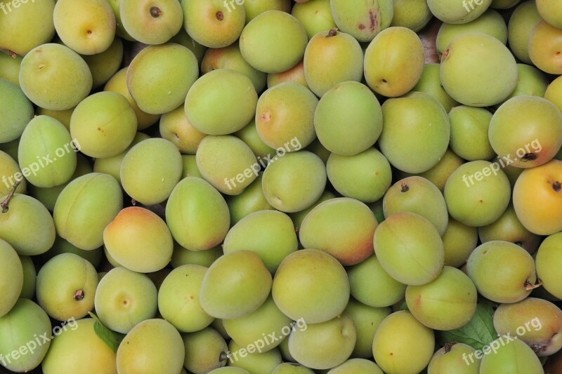 Japanese Apricot Plum Crop Fruit Green