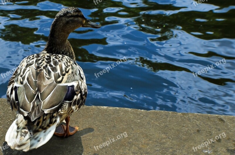 Animal Beak Bird Brown Cute