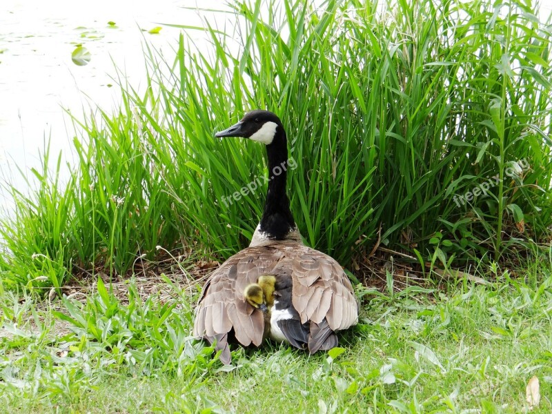 Gosling Goose Chicks Mother Protect