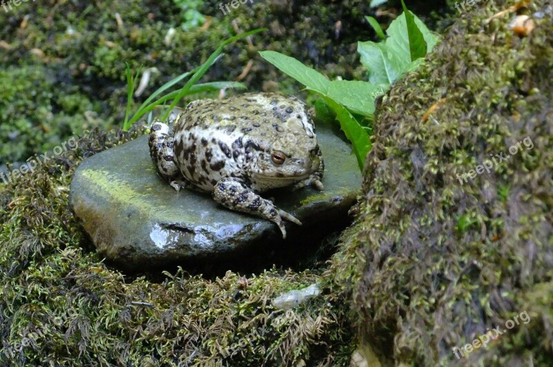 Toad Reptile Frog Pebble Rock