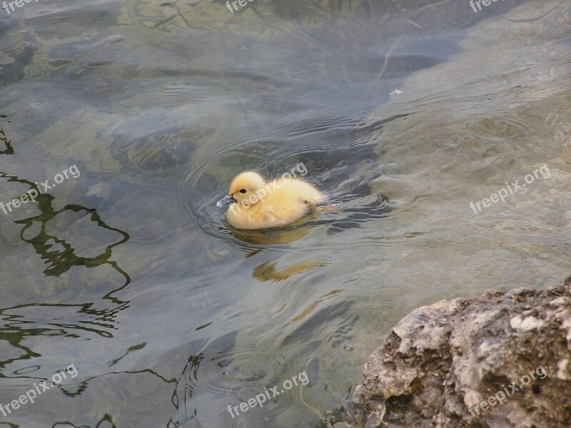 Duck Duckling Fowl Water Foul Baby