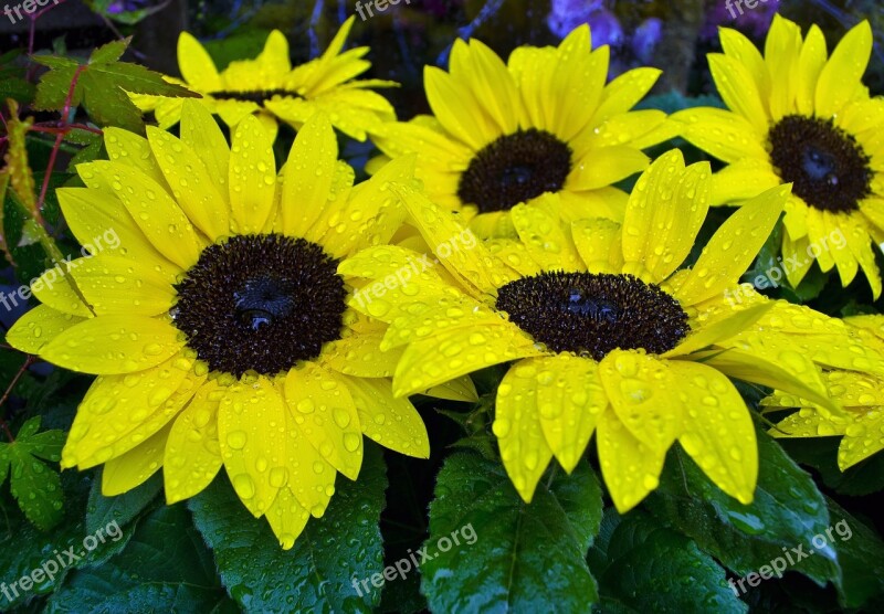 Flowers Flower Plants Nature Macro