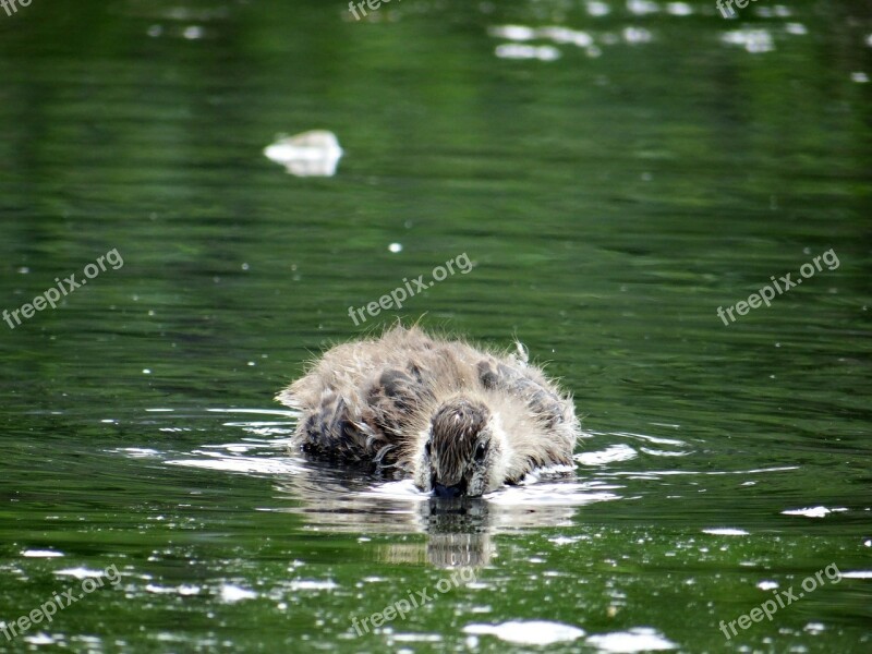 Duckling Peek-a-boo Hunt Food Water Nature