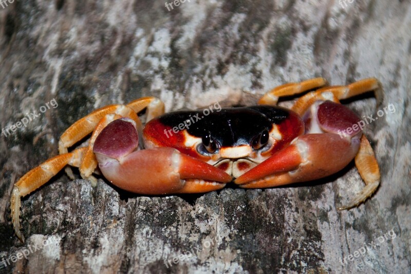 Animal Aquatic Clamp Claw Crab