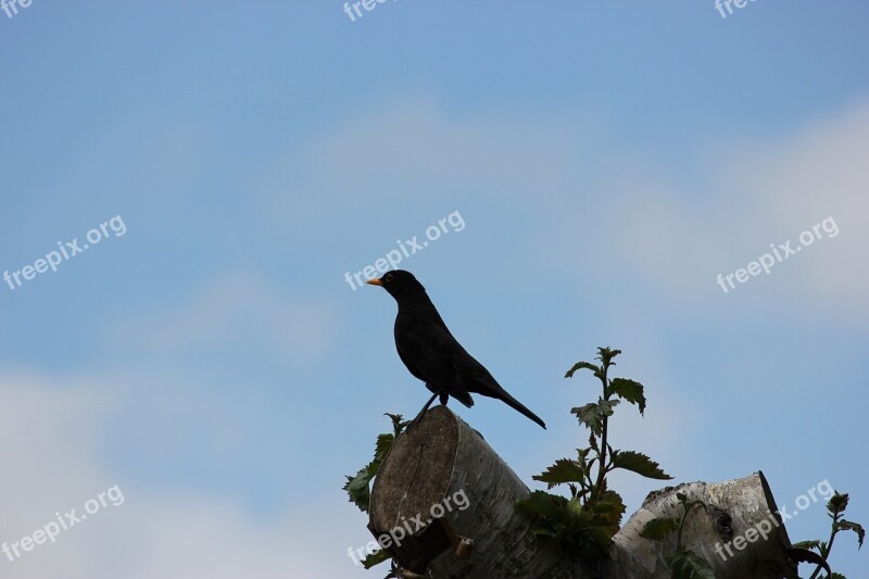 Perch Perched Tree Bird Blackbird