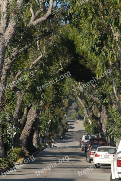 Street Trees Tunnel California Green