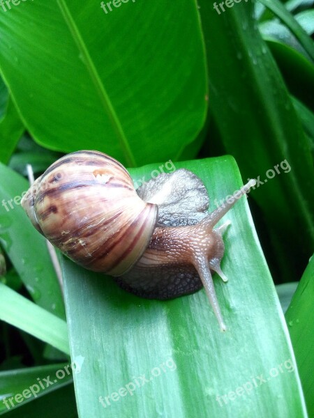 Snail Rain Singapore Leaf Water