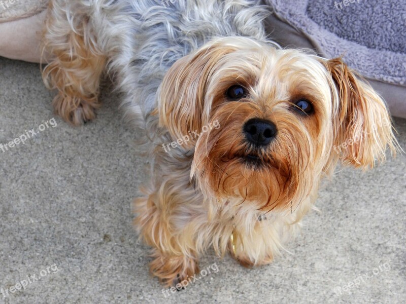 Yorkie Terrier Dog Pet Canine