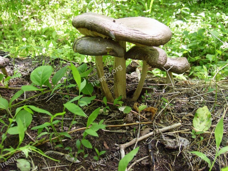 Mushroom Mushrooms Food Fungus Growing