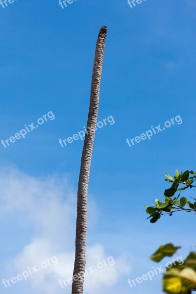 Nature Object Palm Plant Tree