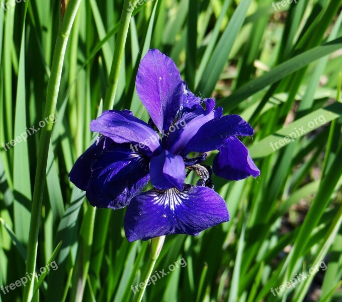 Blue Iris Flower Nature Sunny Day