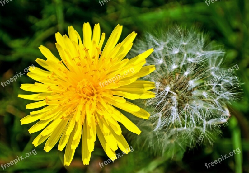 Dandelion Dandelions Light Effect Fluff Nature