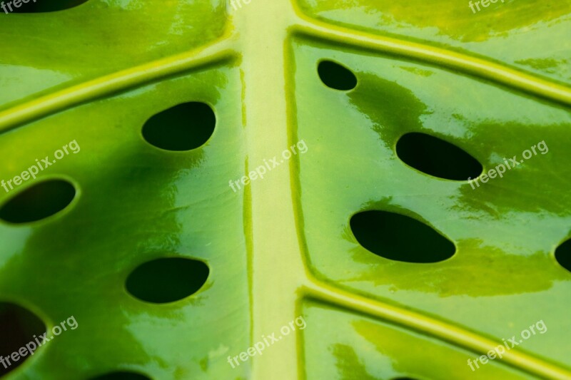 Abstract Botanical Breadfruit Ceriman Close-up